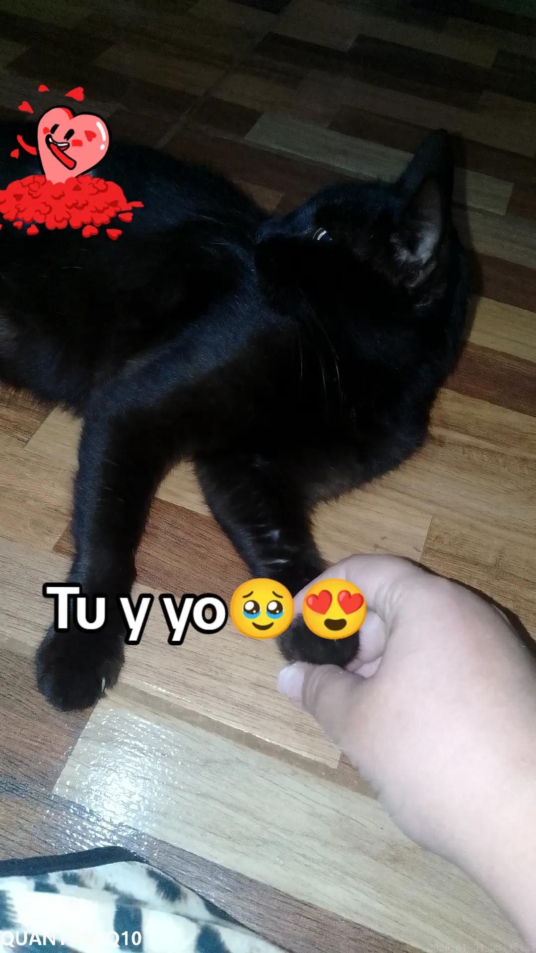 @Lorewol_15