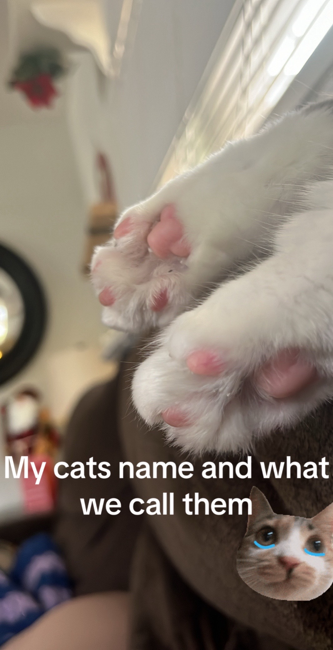 @Hella Paws