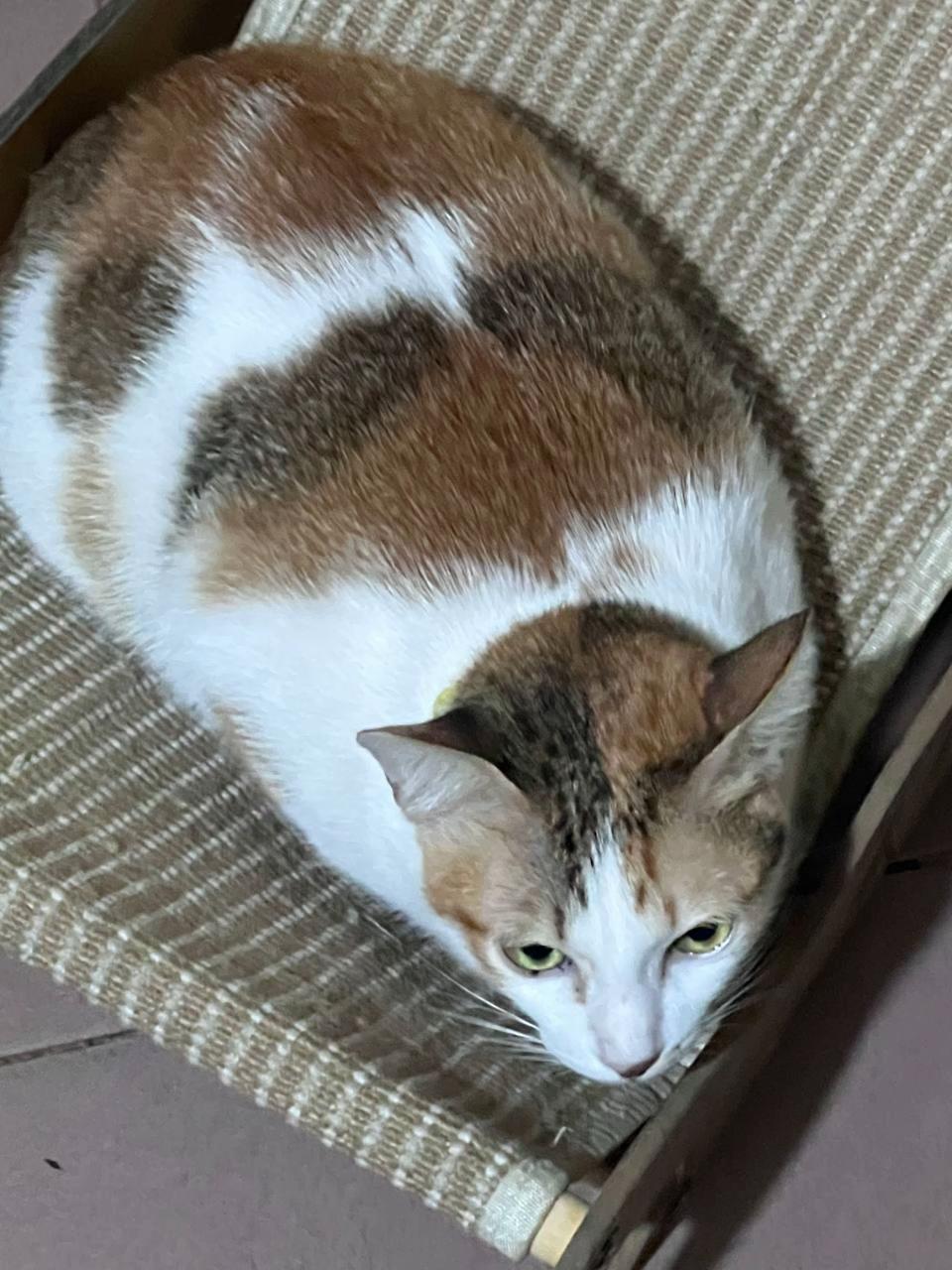 @Mew mew