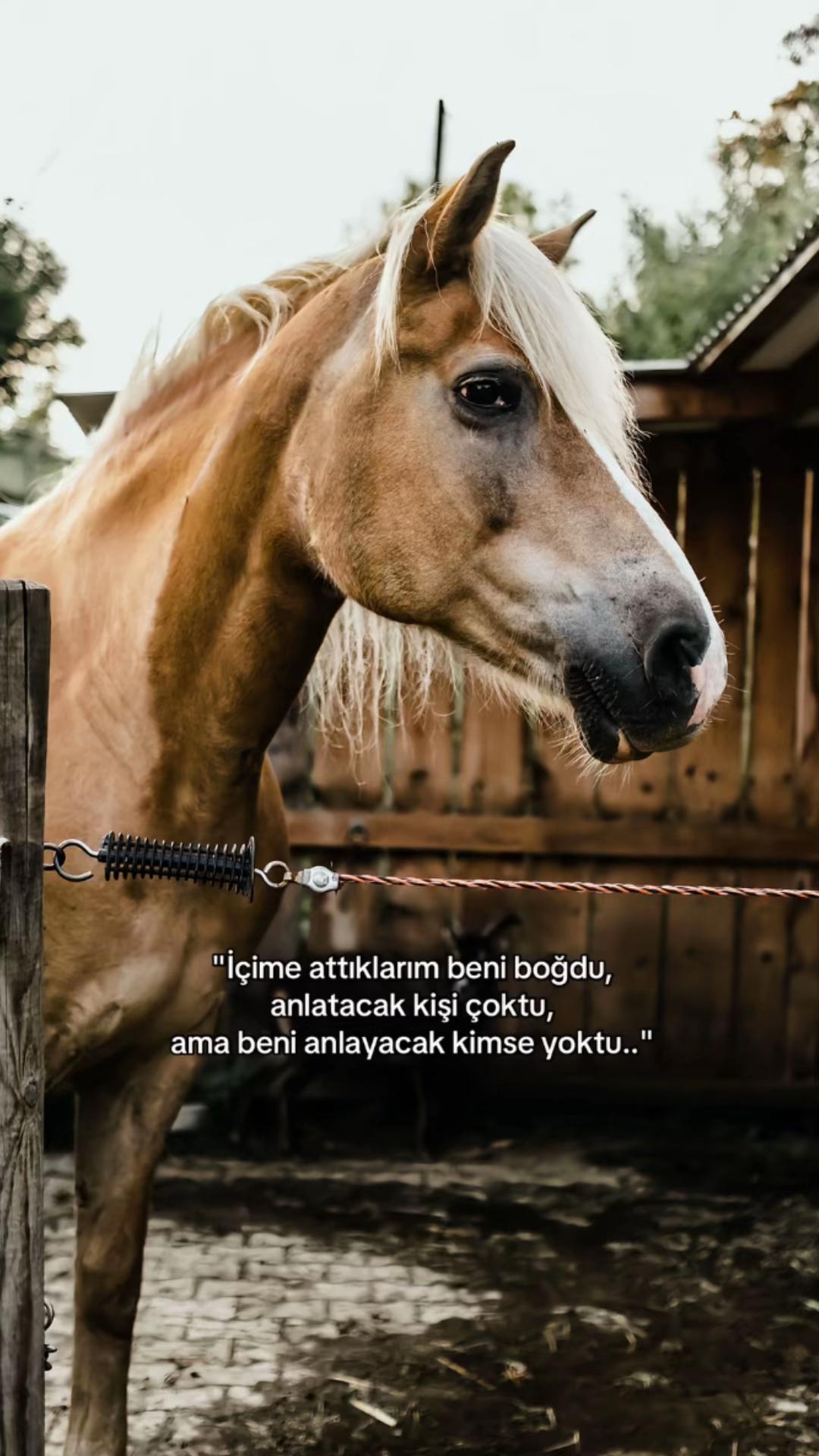 @Hayat_kry_63