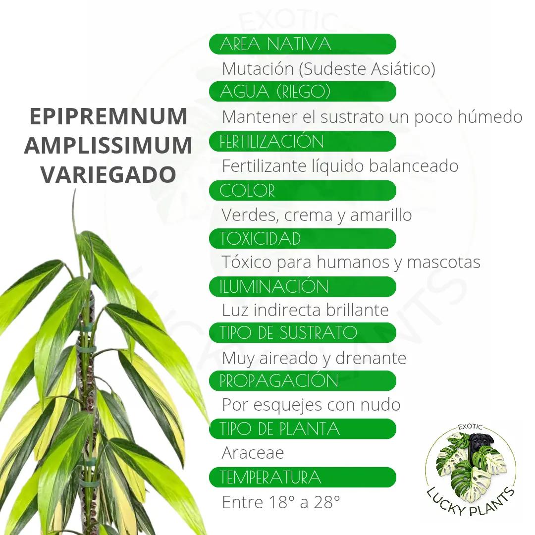 @LUCKY PLANTS