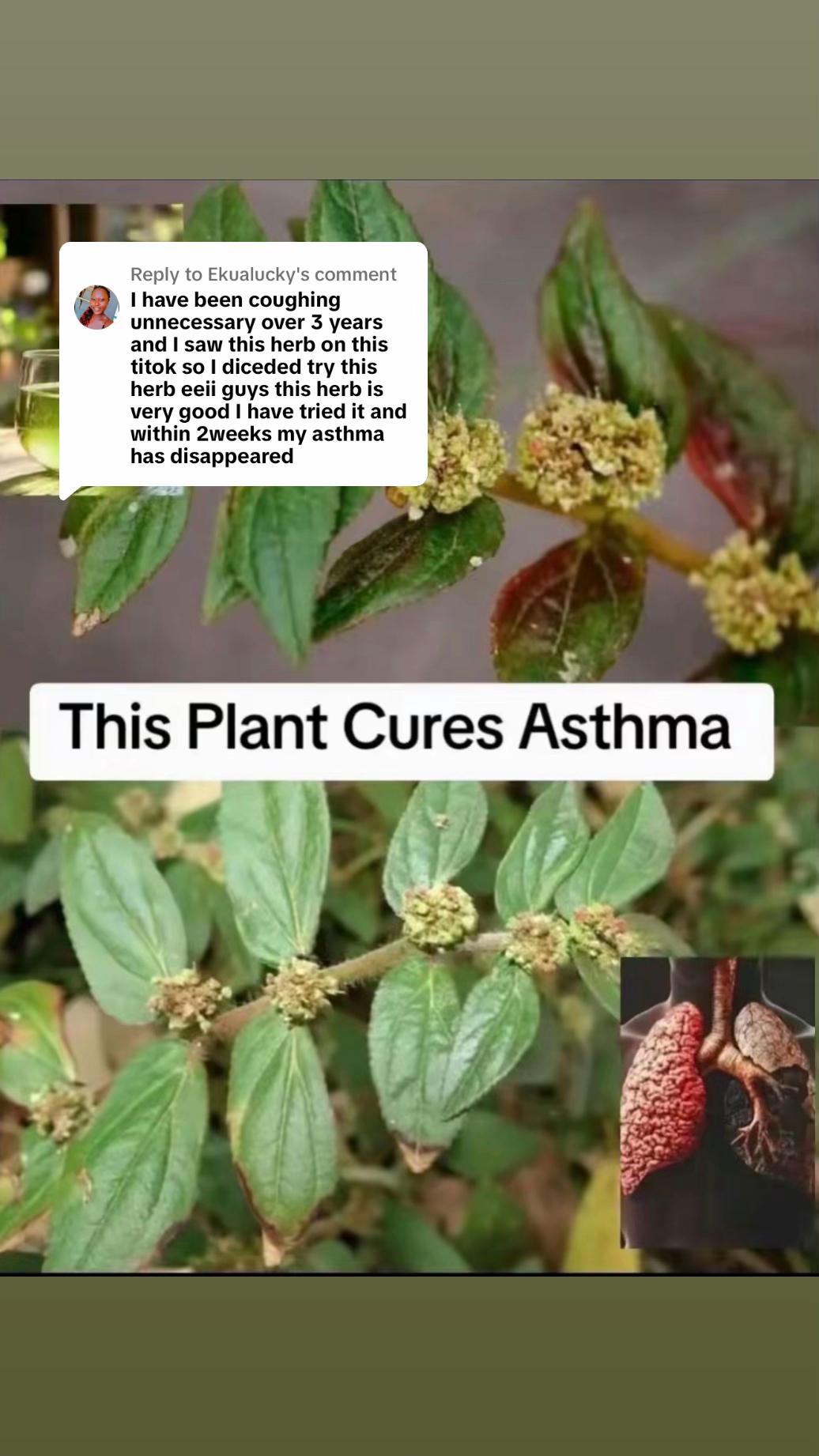 @Asthma-plant_herbalshop