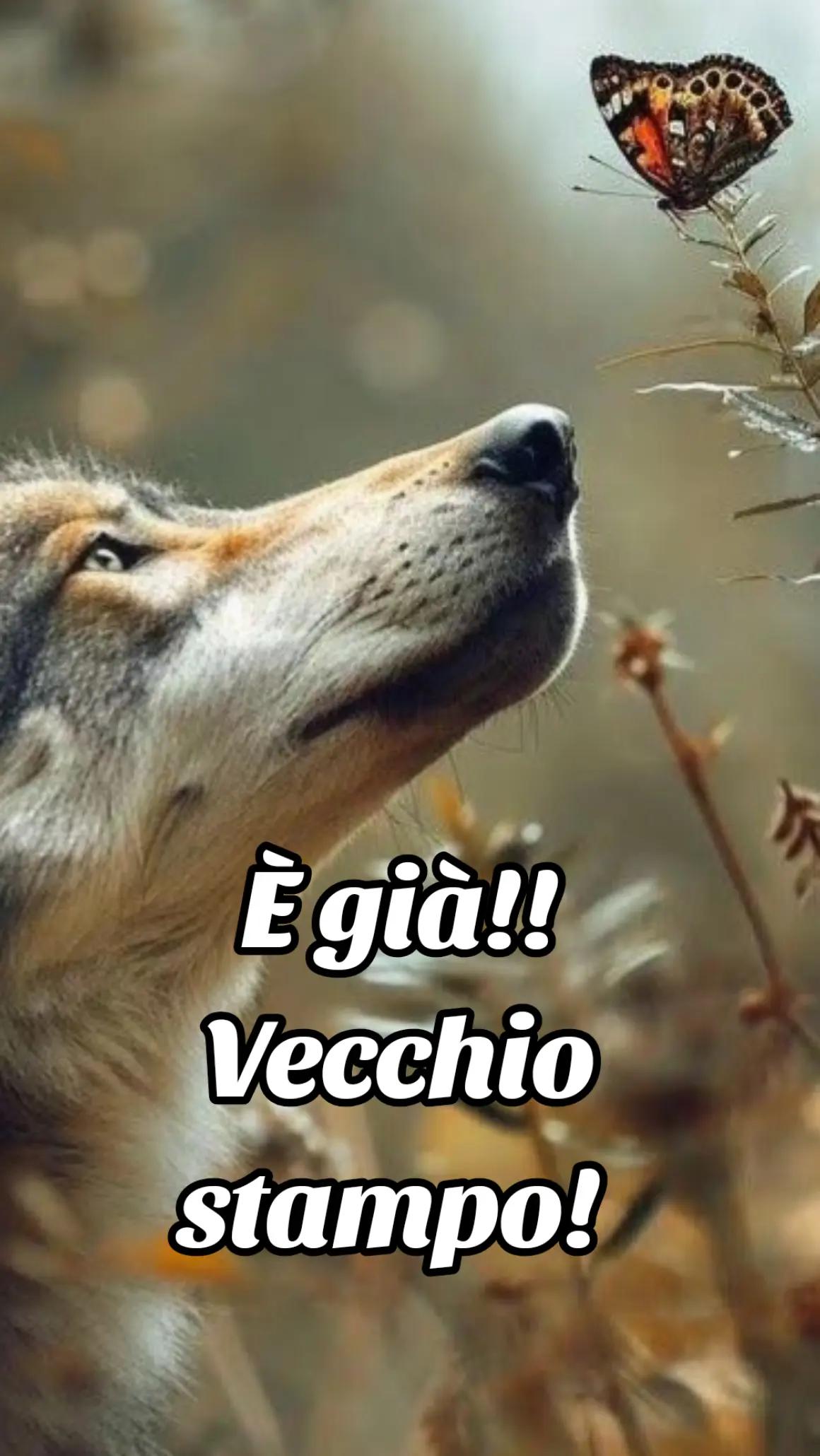 @🐺🗽Crazy Wolf.