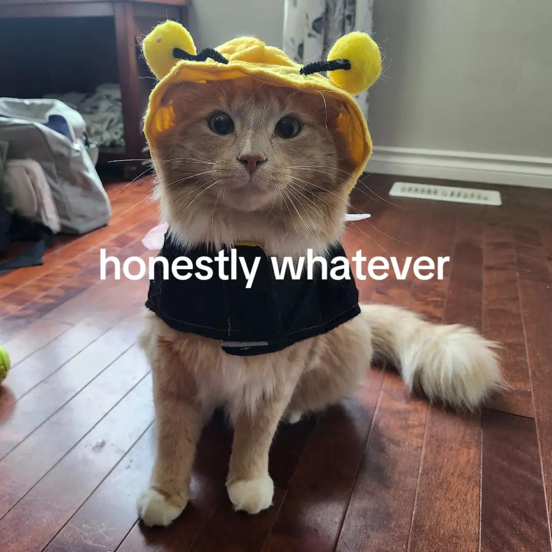@ᴍʏᴄᴏ!
