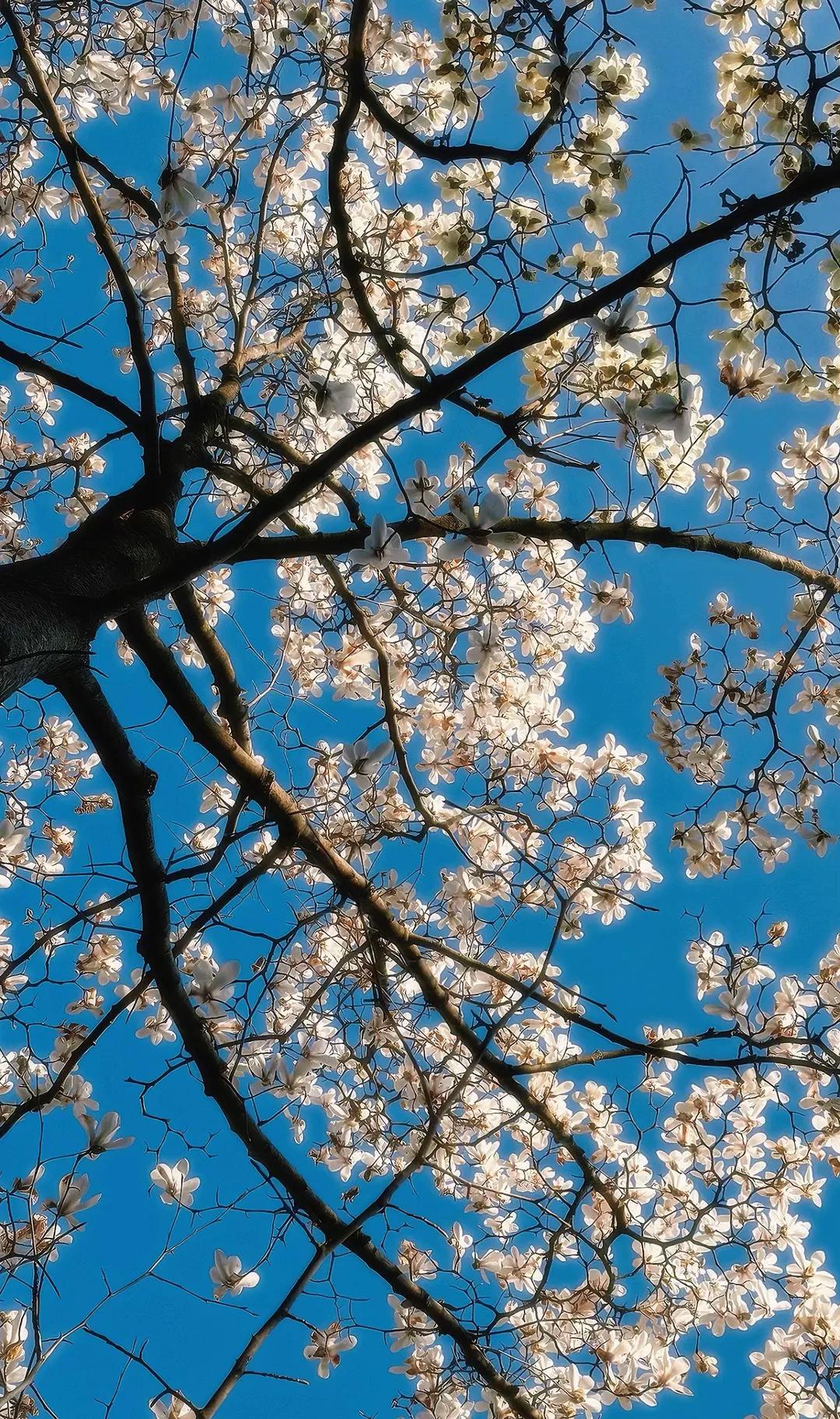 @Reverse🌸