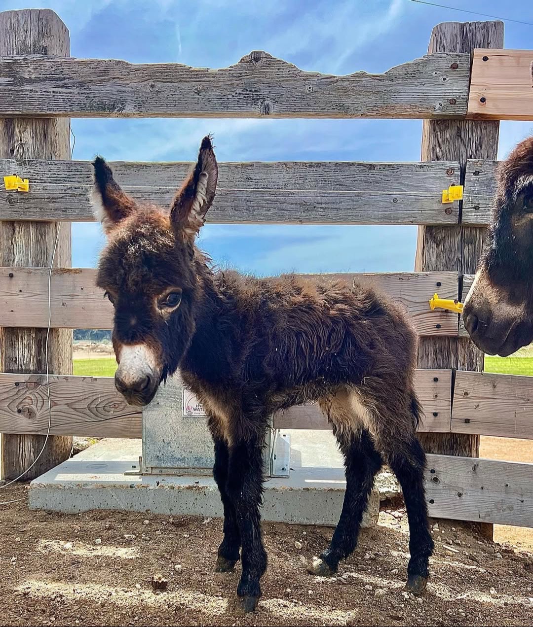 @Double Donkey Ranch