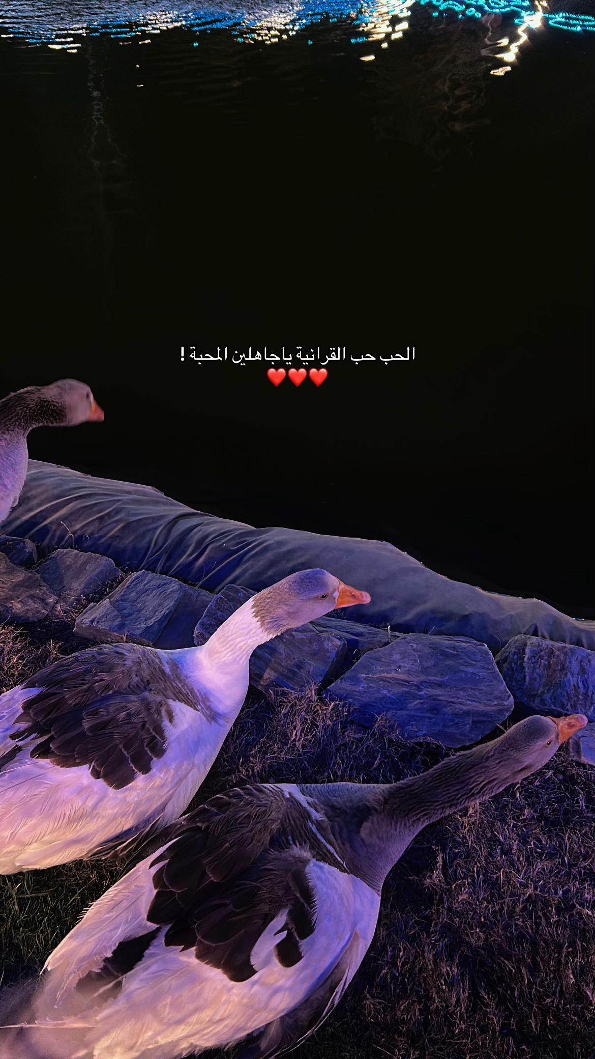 @القــرنـية 𓅓⚜️ .