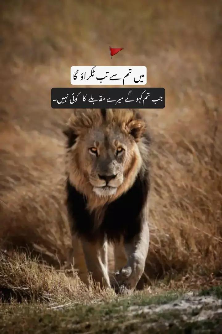 @Rana Shahzaib