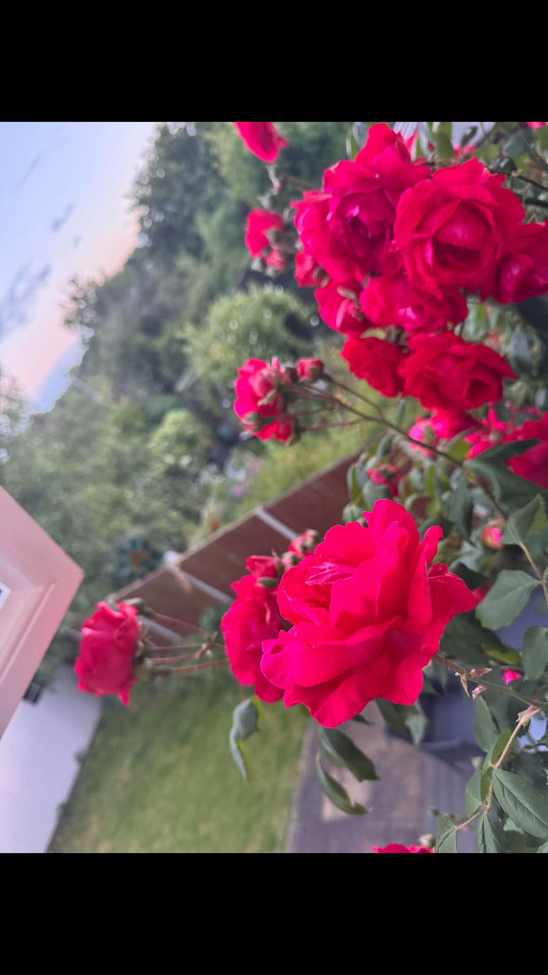 @Sunshine786