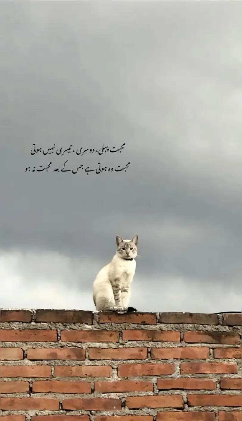 @Rana Hasnain