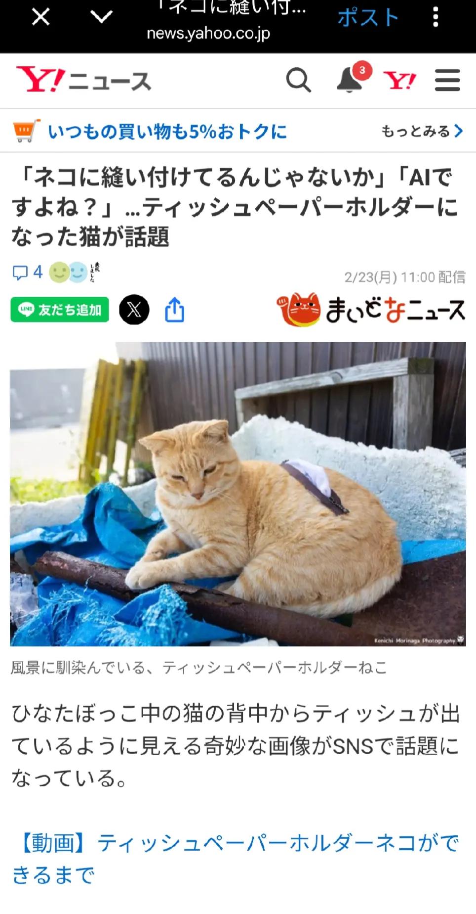 @猫写真家 森永健一
