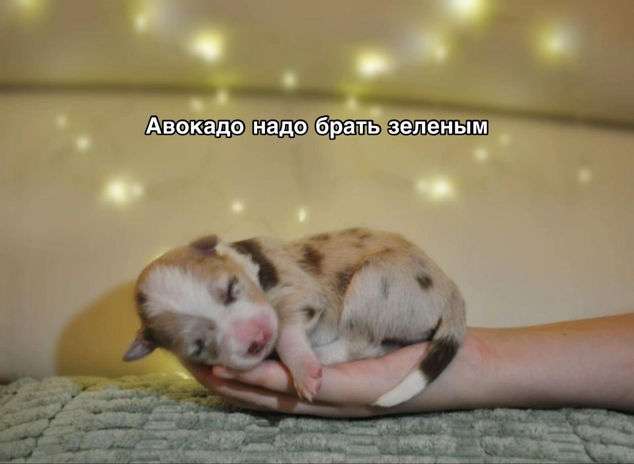 @Тгк: ⚡️🐾Хвостатый мир🐾⚡️