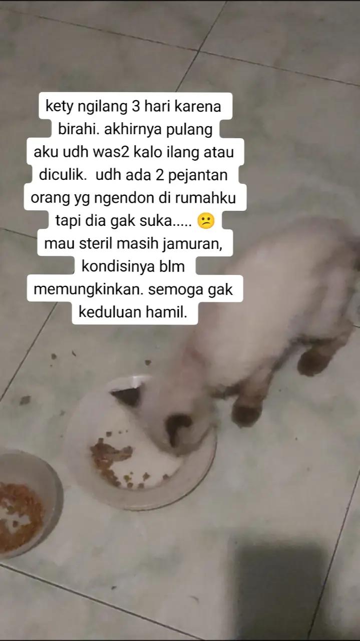 @apfia mei