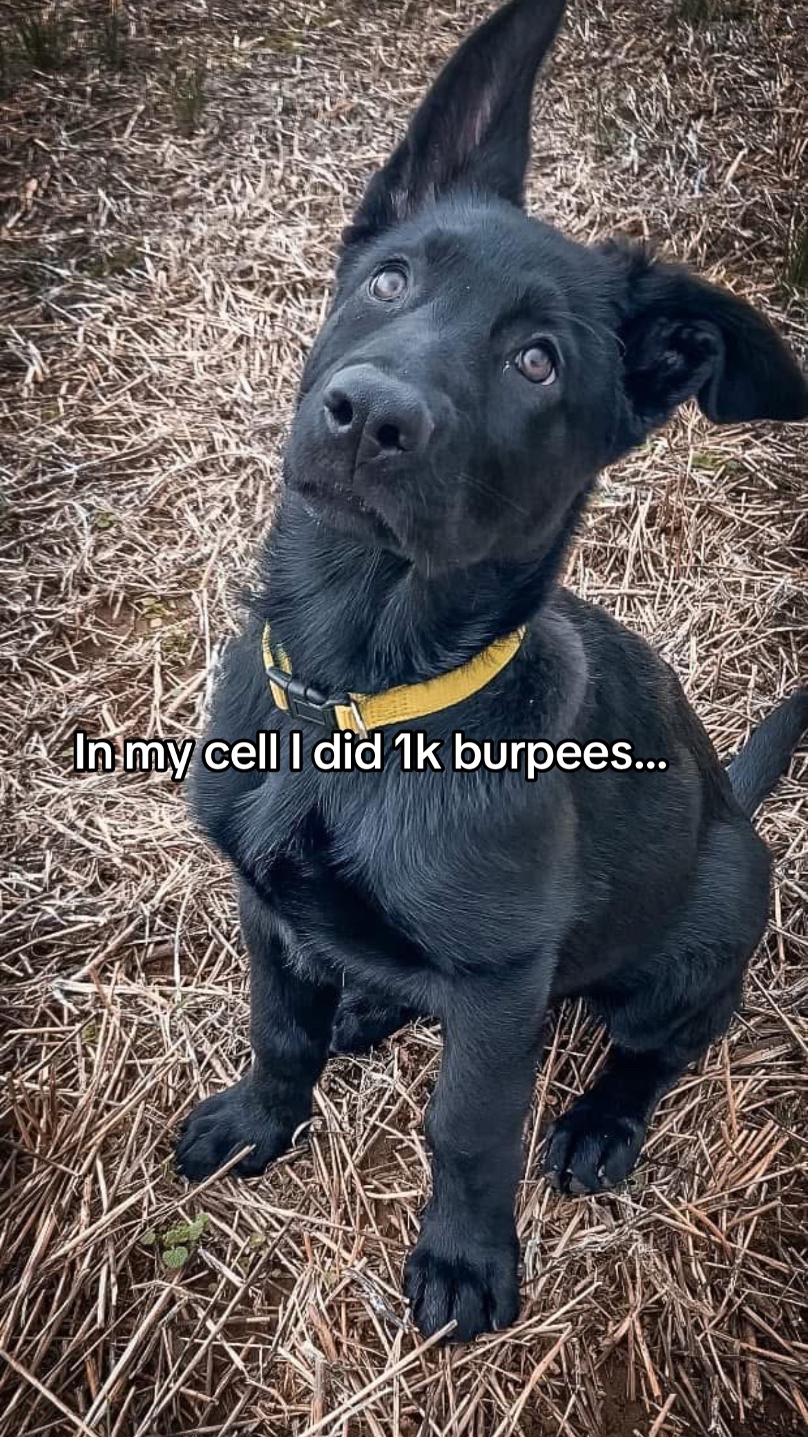 @🖤Kristin | Ironbound GSD🐾