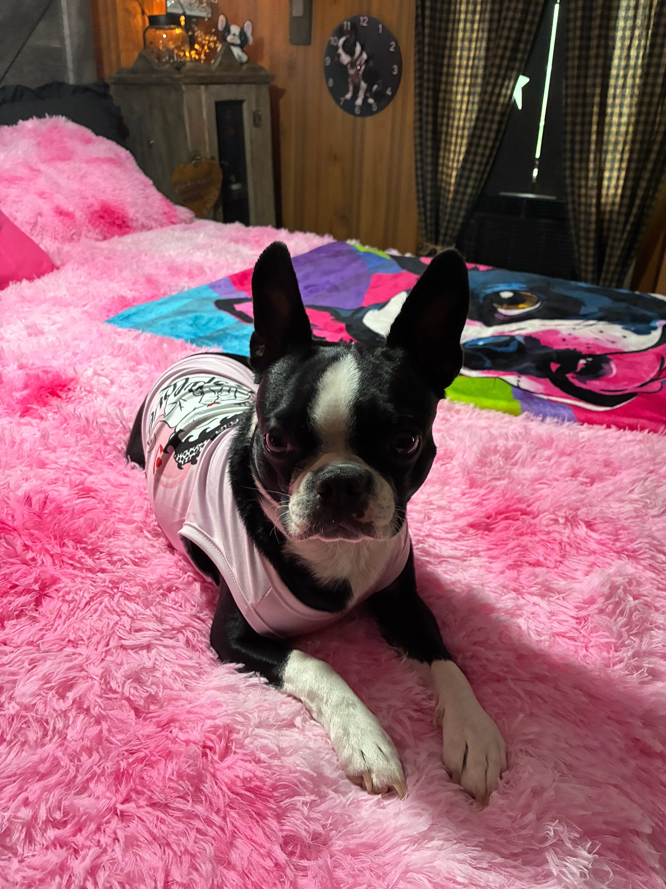 @bostonterrier7