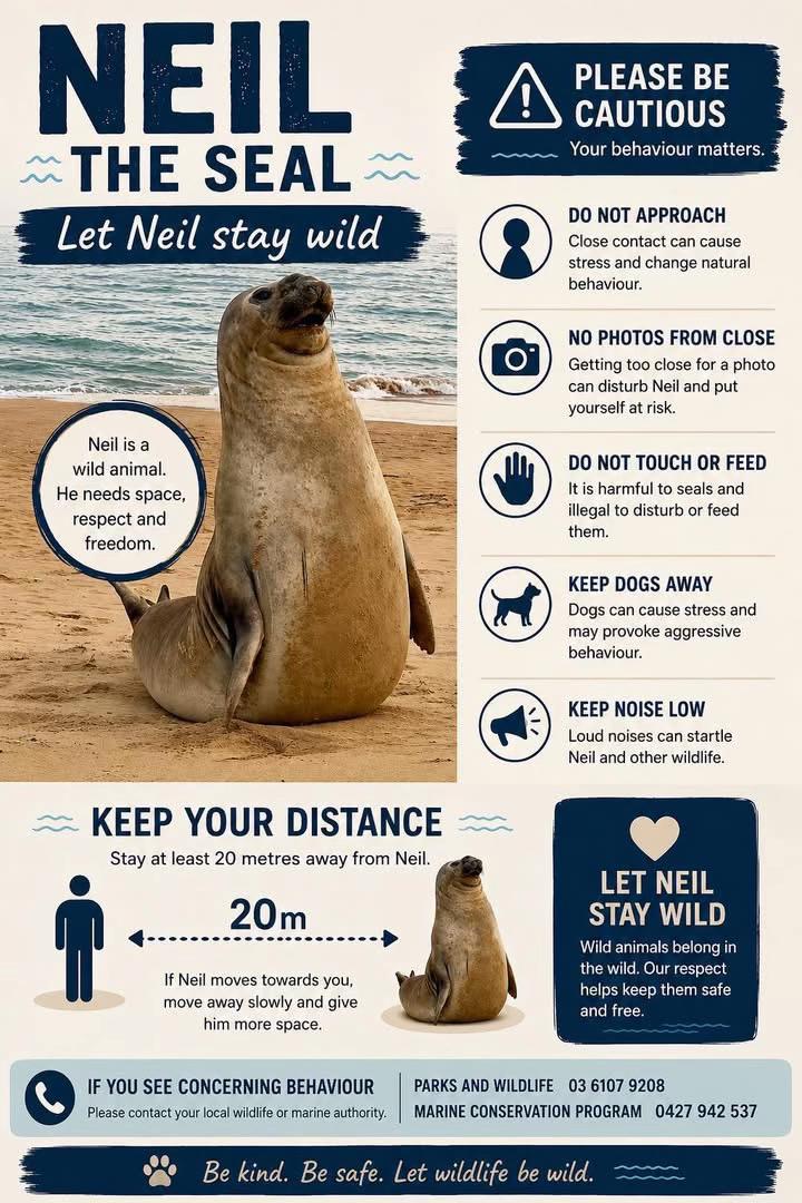 @Neil the Seal 🦭