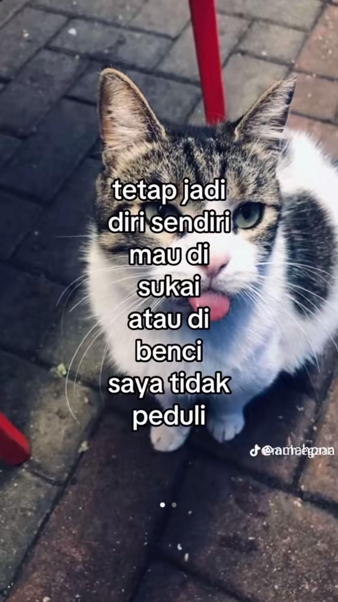 @pitriiii.