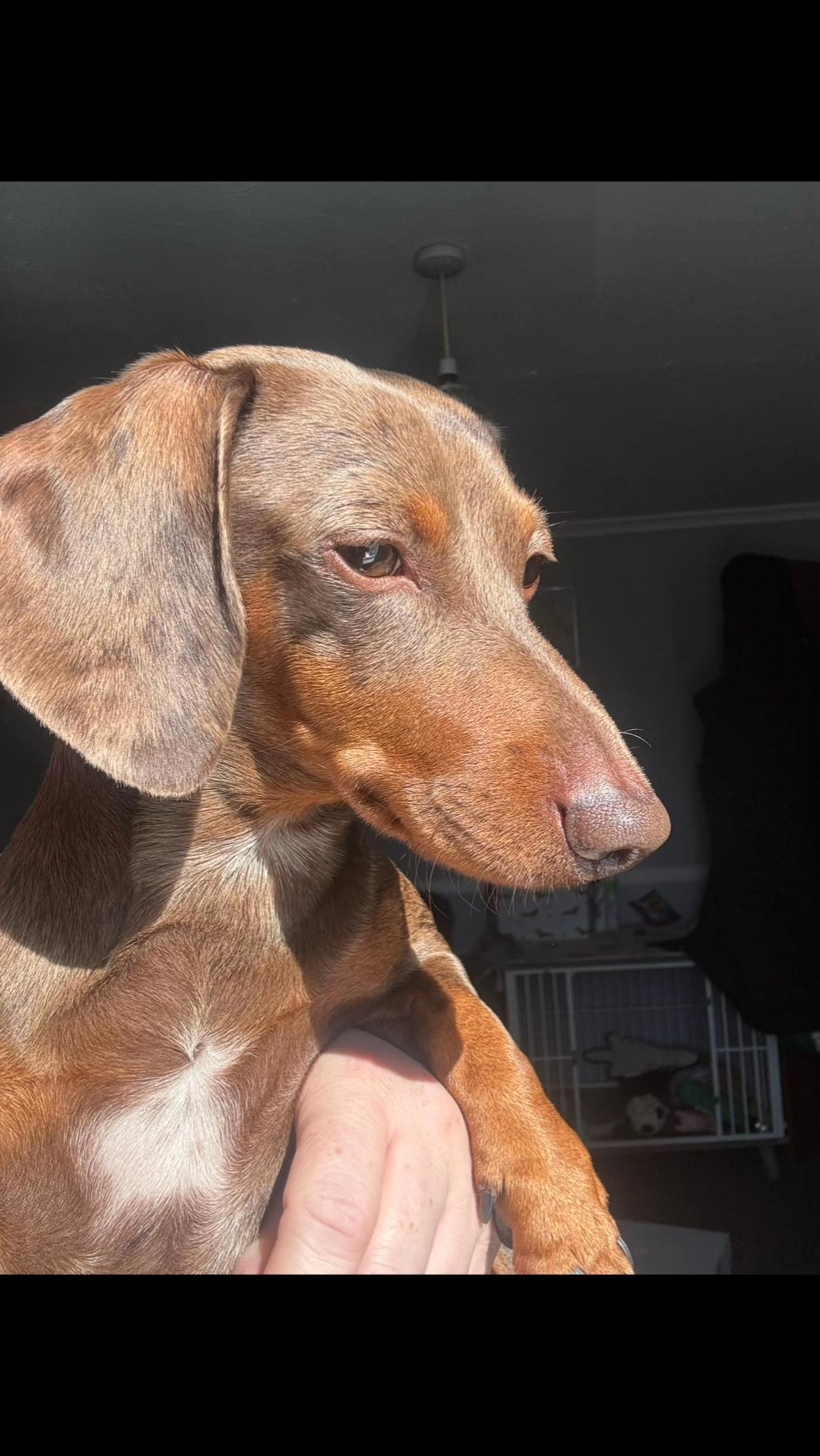 @marleythesausagedog