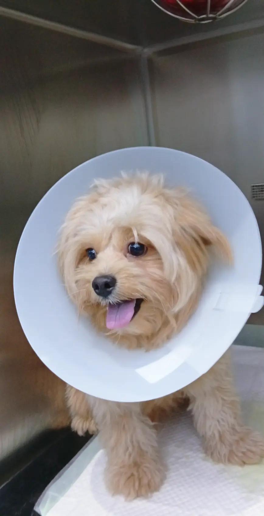 @VillagevVet LLC