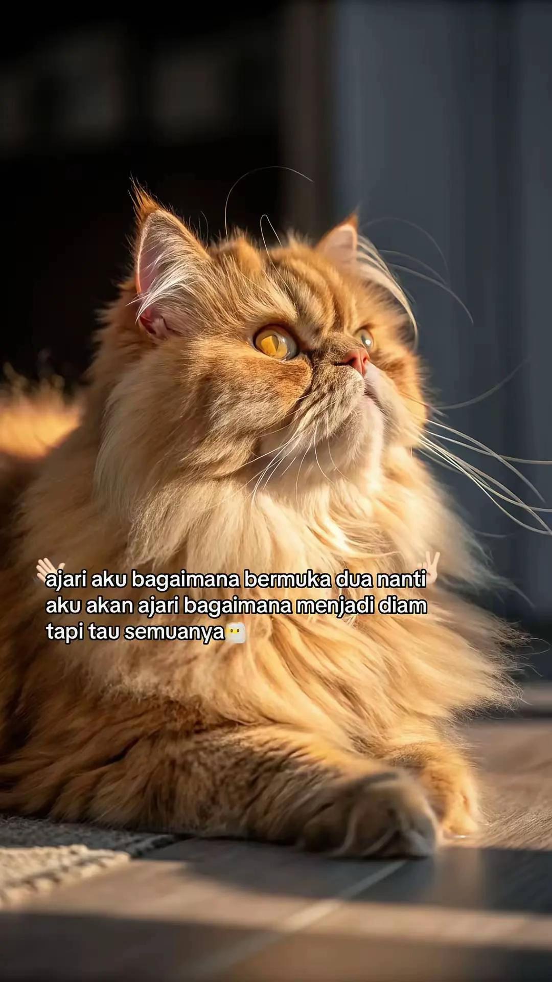 @fadhil