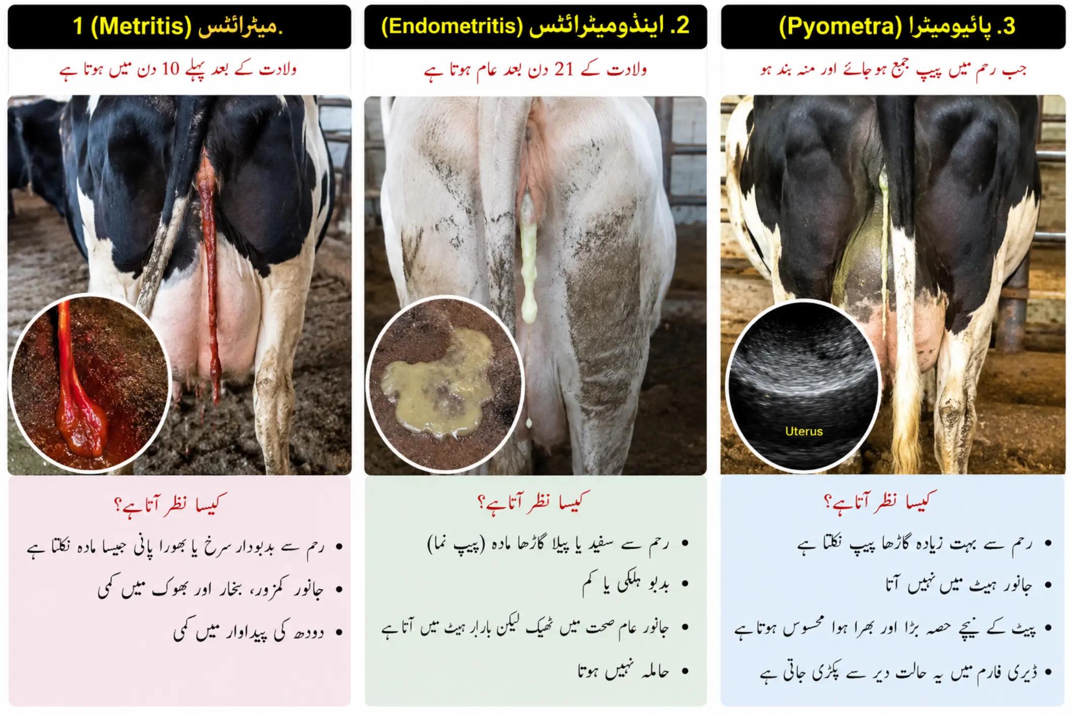 @Dr Hamza VA Kabirwala