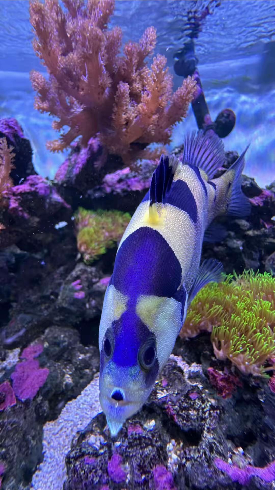 @ReefSync