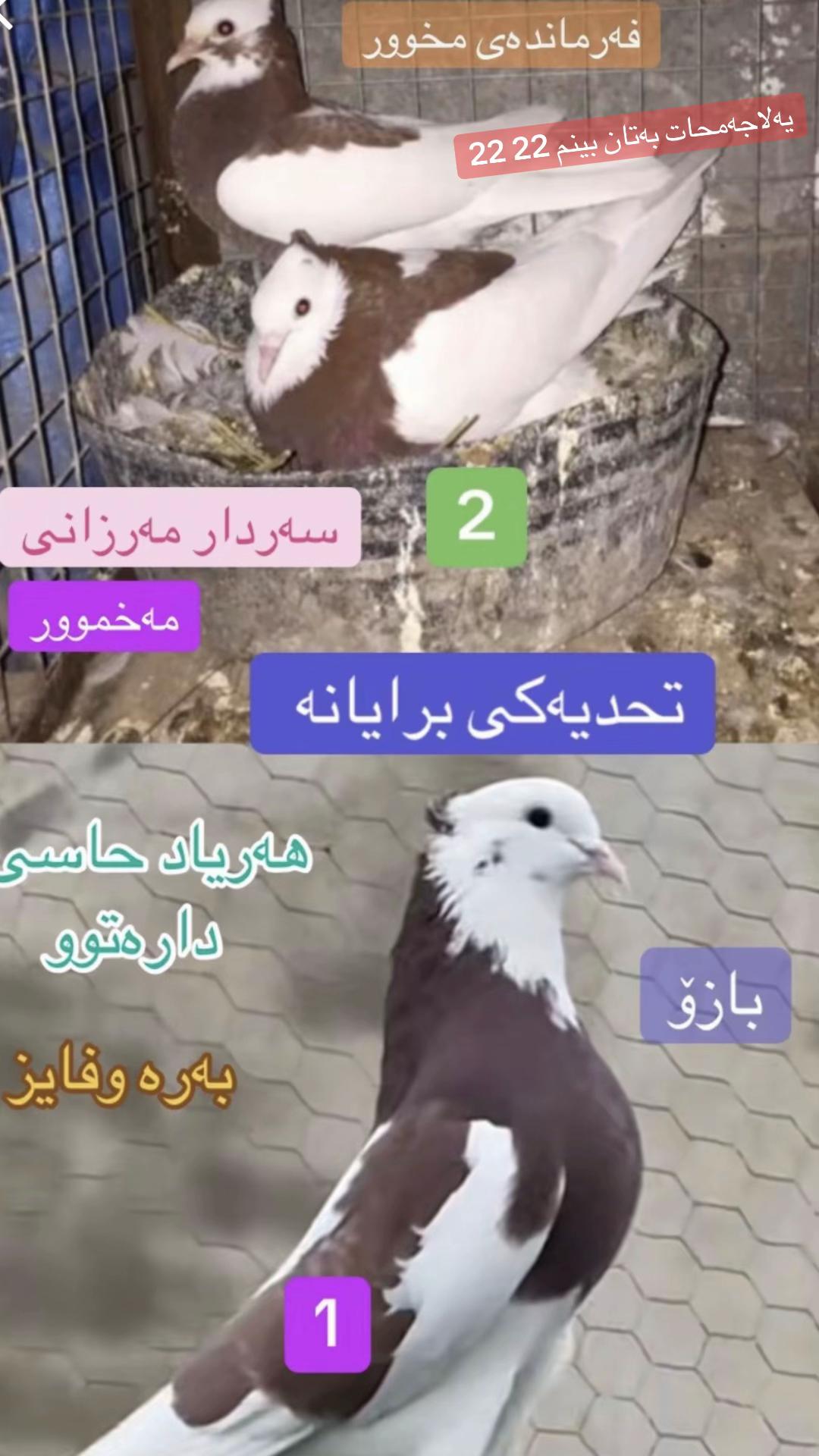@﮼ئەنەس﮼مەرزانی🖤.