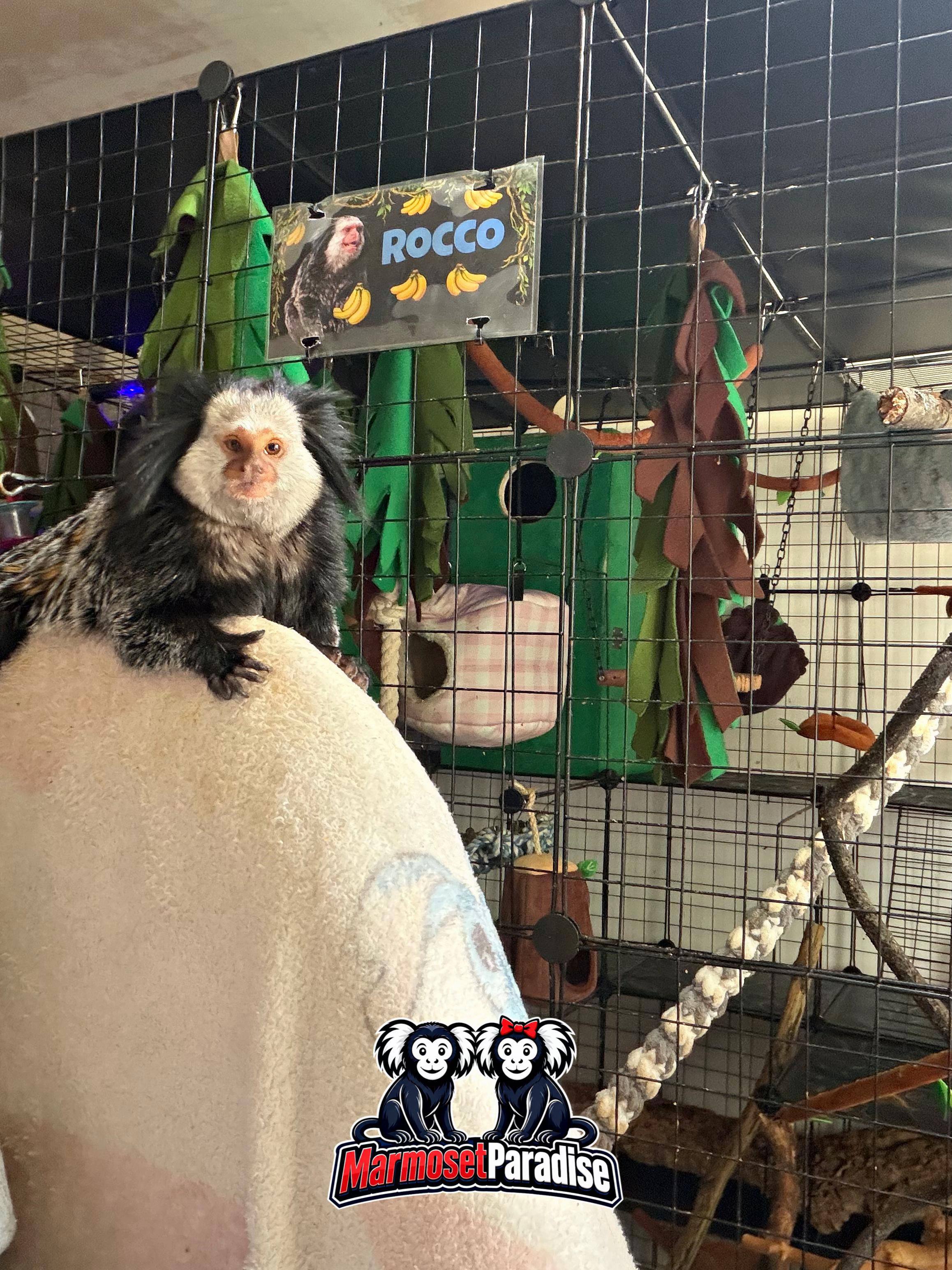 @ᴍᴀʀᴍᴏꜱᴇᴛ ᴘᴀʀᴀᴅɪꜱᴇ 🇬🇧🐒
