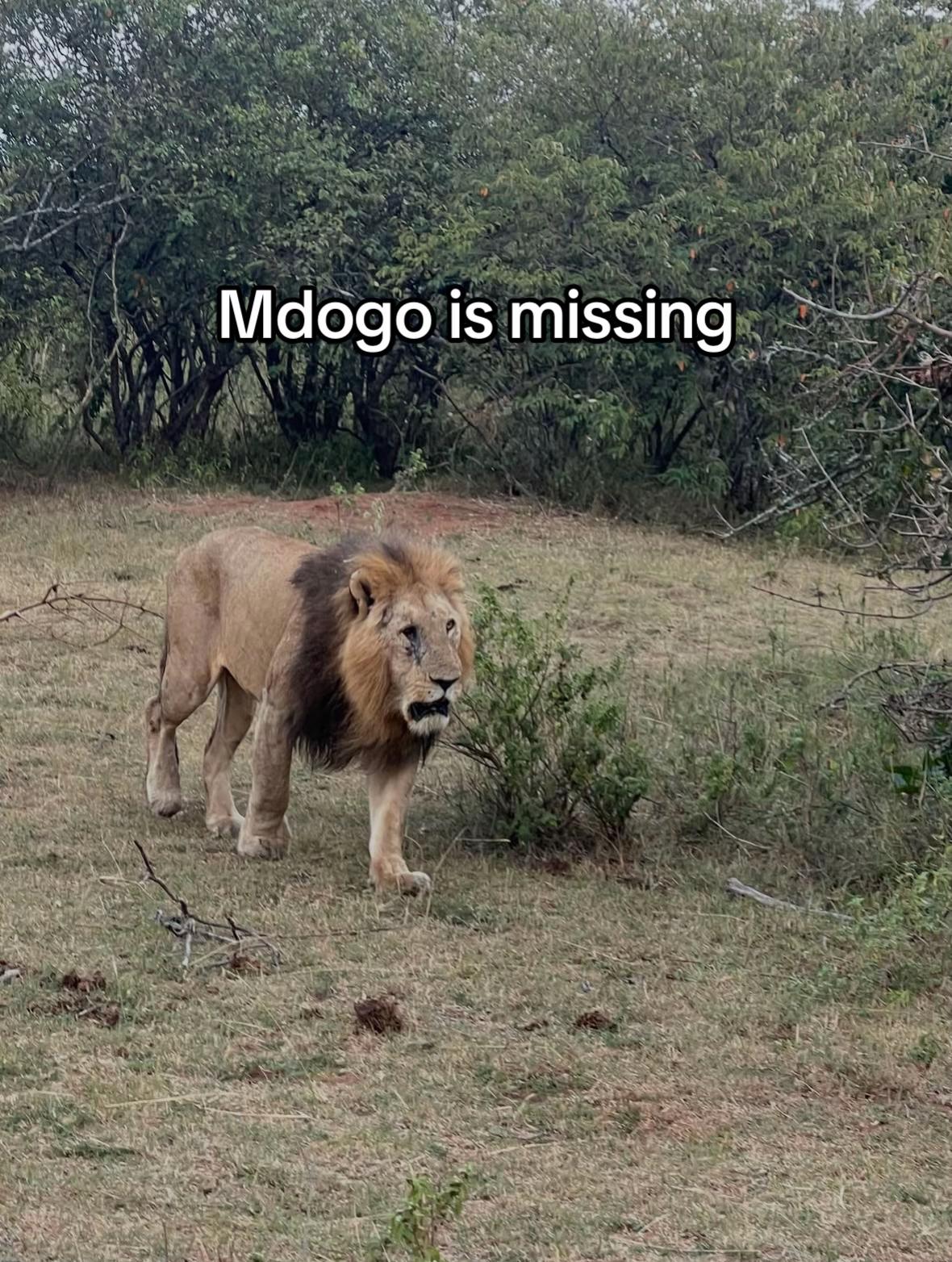 @Nai (aka Lion Expert)