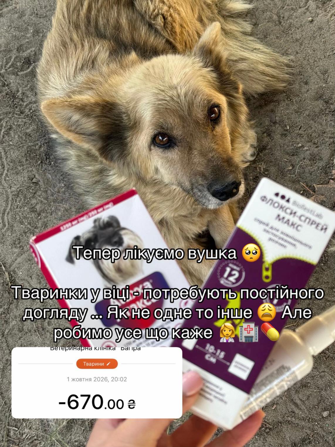 @tanya.help.animal