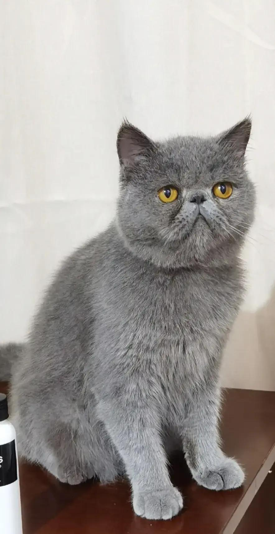 @UniqueClaw Cattery