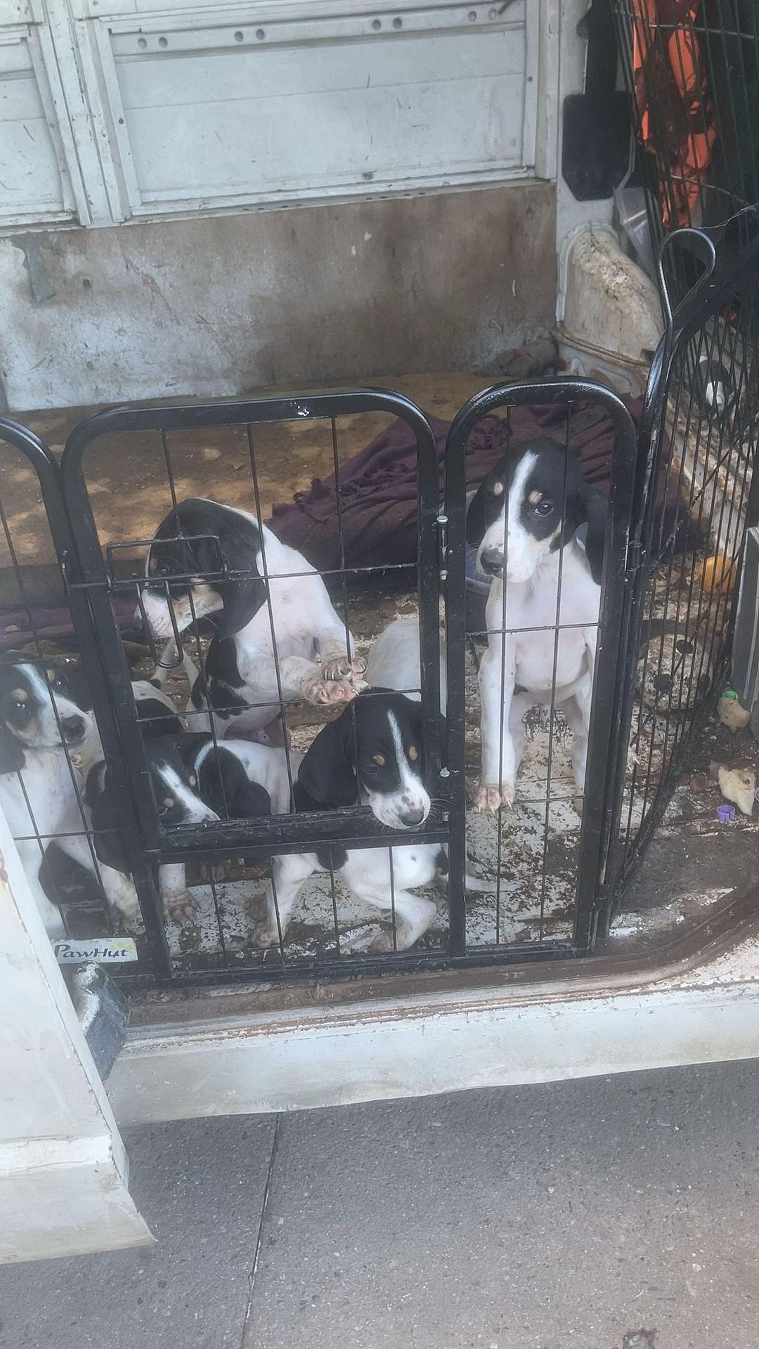 @passion du chien courant