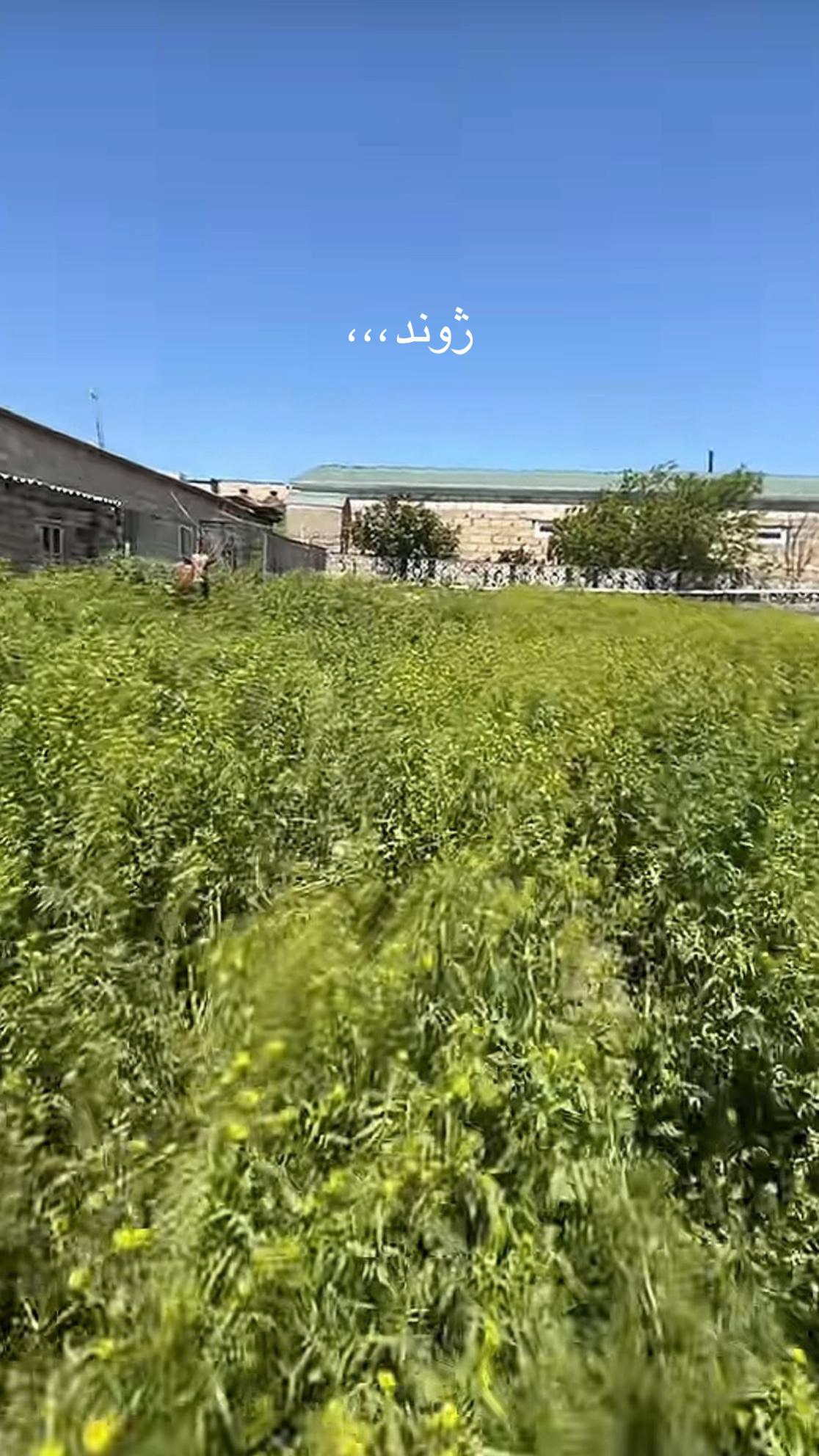 @احسان  غلجی
