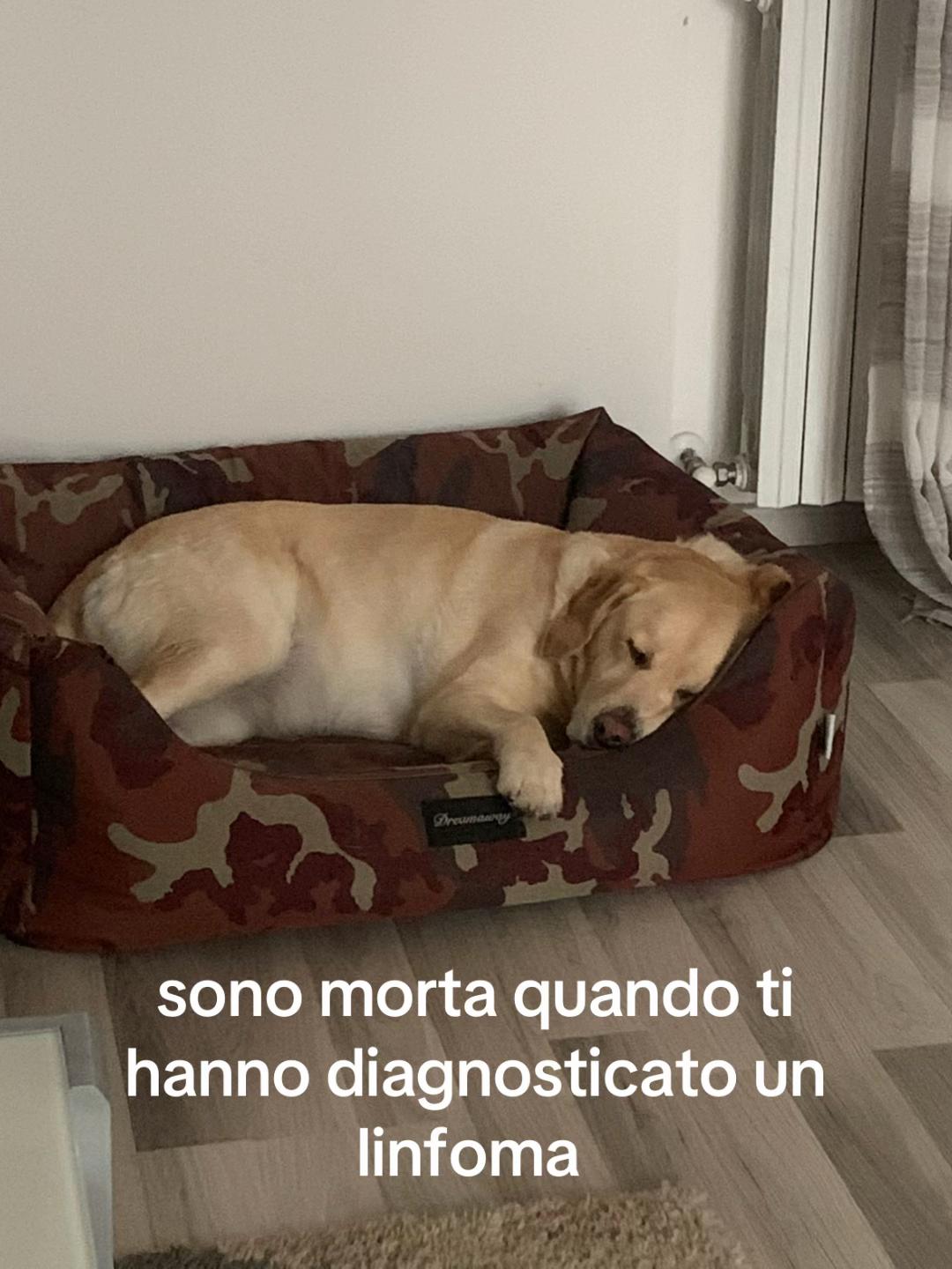 @labeuz