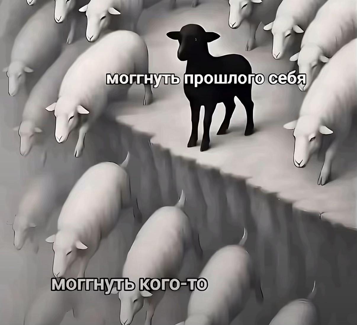 @m_arara