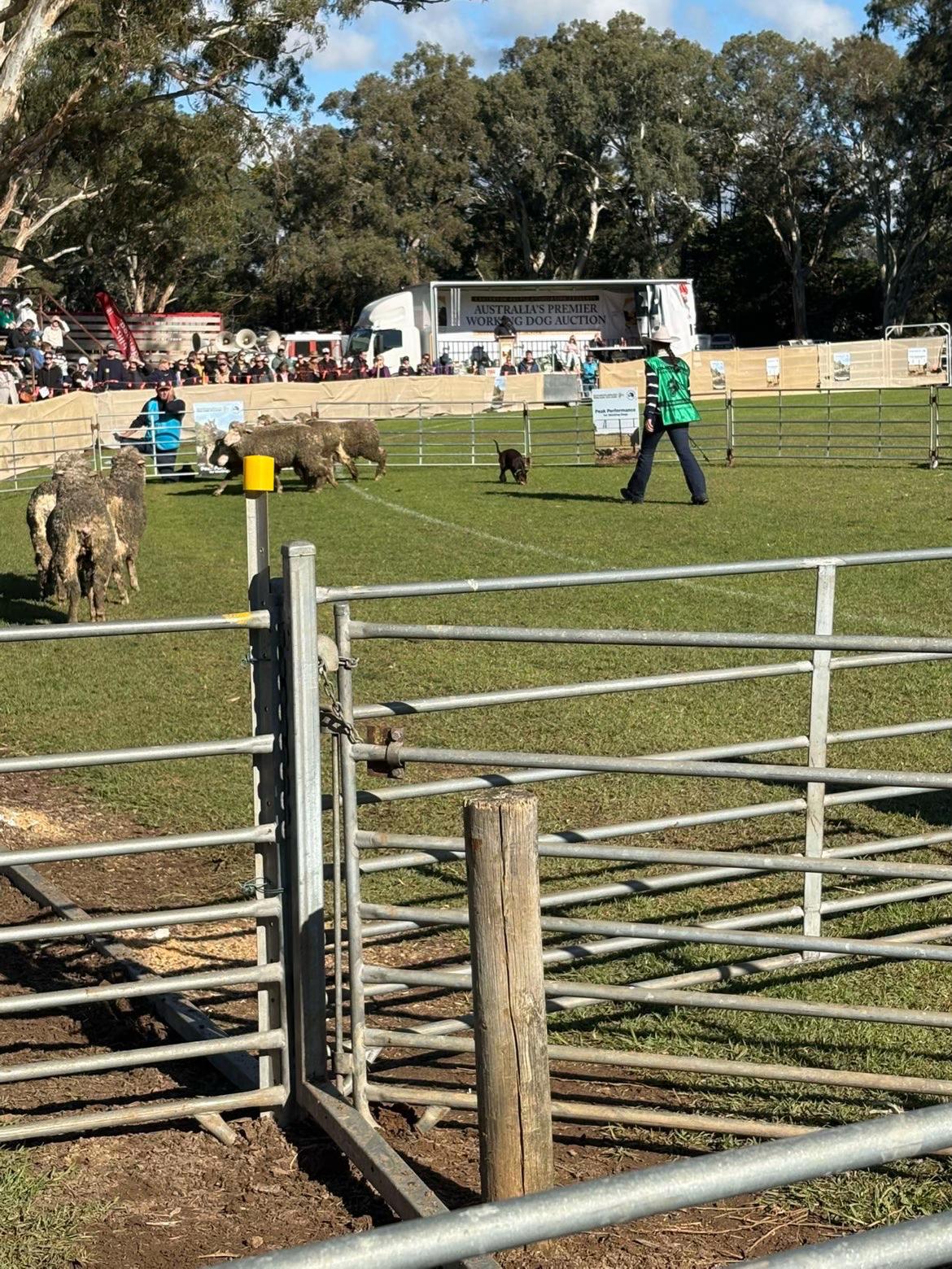 @SouthernDreamin Kelpie stud