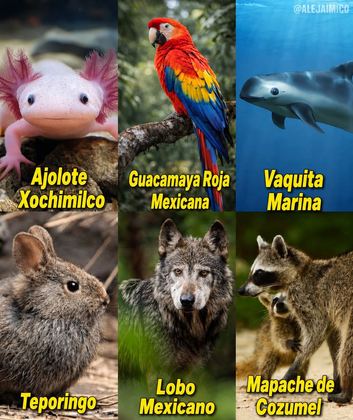 @La Banana Ambiental
