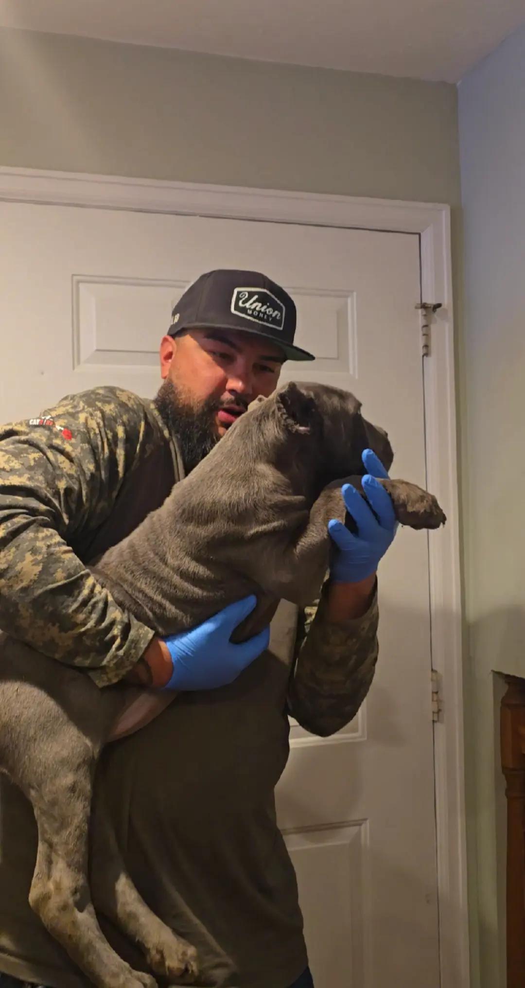 @MileHigh_Cane_Corso