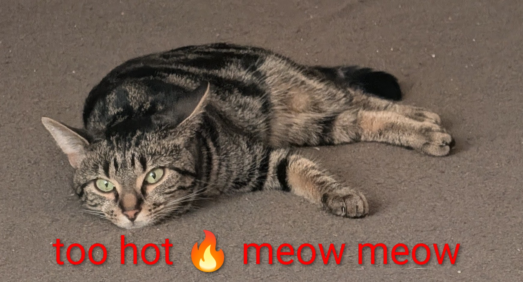 @Stella the cat