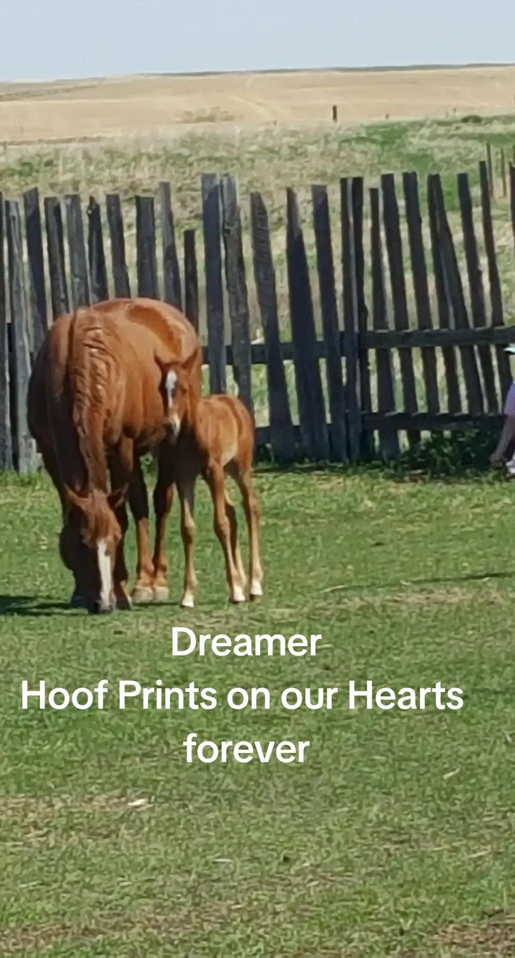 @Barrel Racing Journey