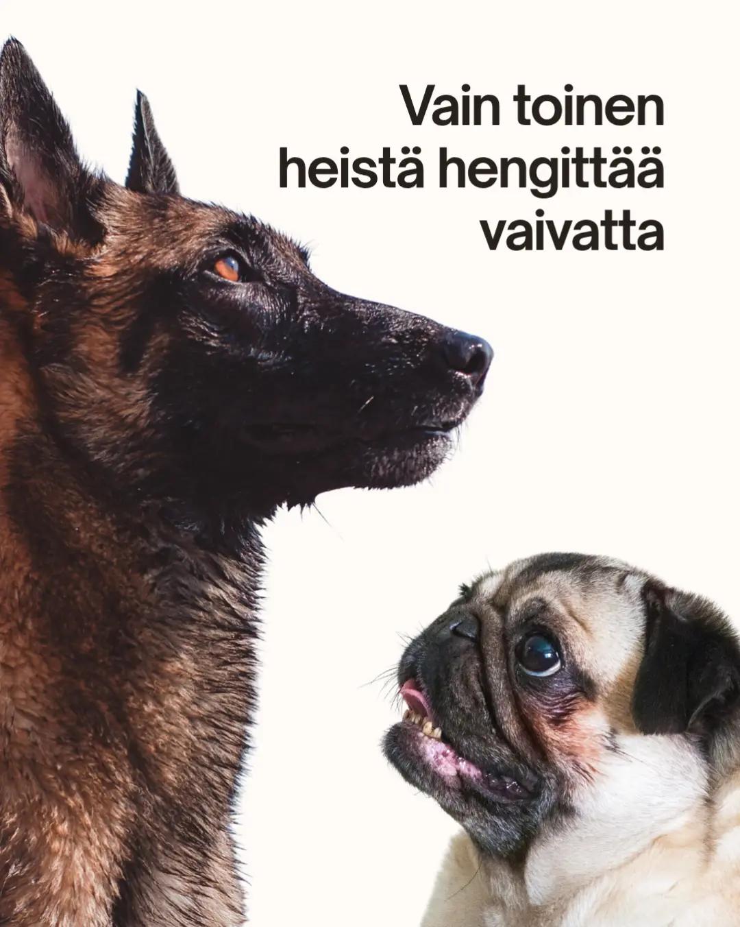 @Kaisa | koirien puolella đ¶