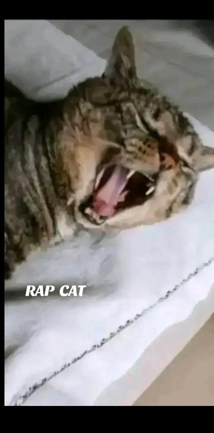@RAP CAT