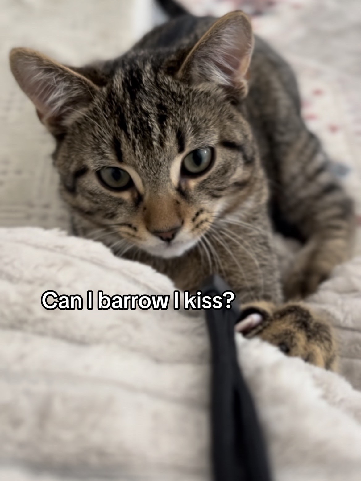 @Haadi 🐱