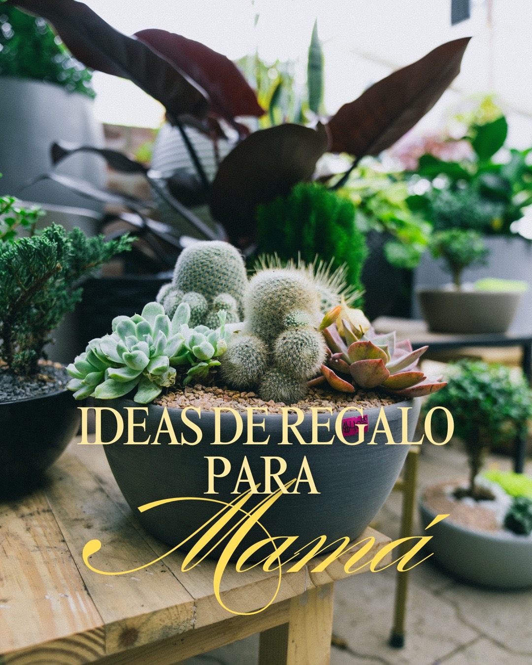 @Macetare Garden Shop Ecuador