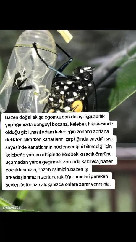 @Mico_Boncuk