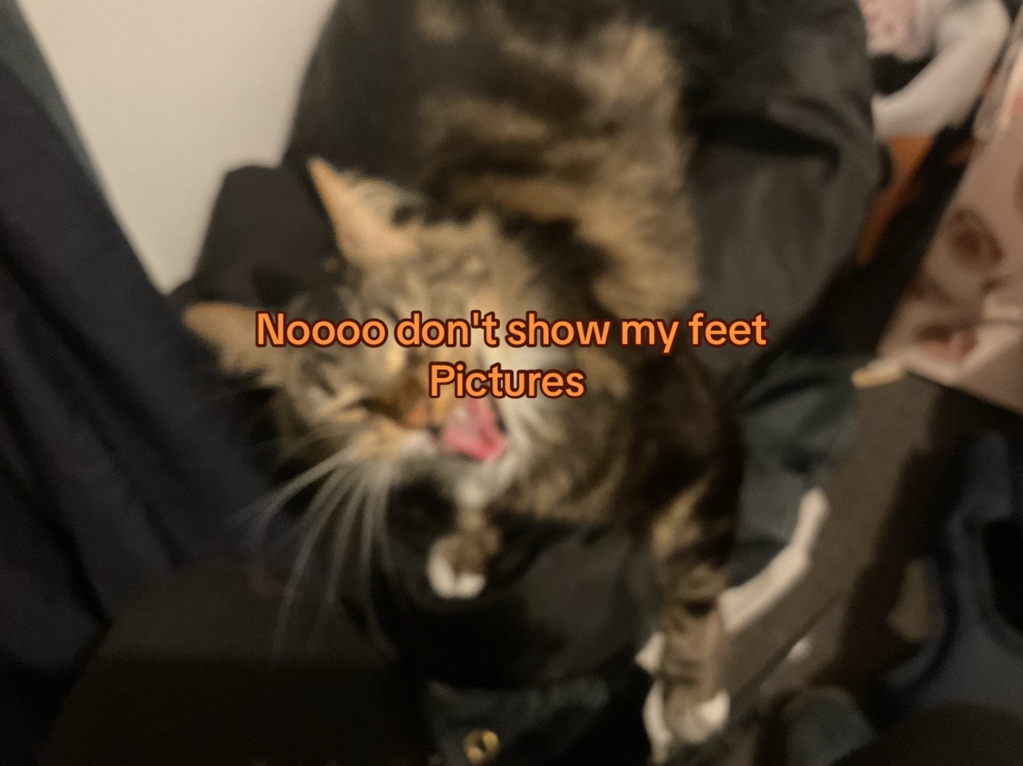 @✨🎐𝓔𝓵𝓵𝓲𝓮~🎐✨