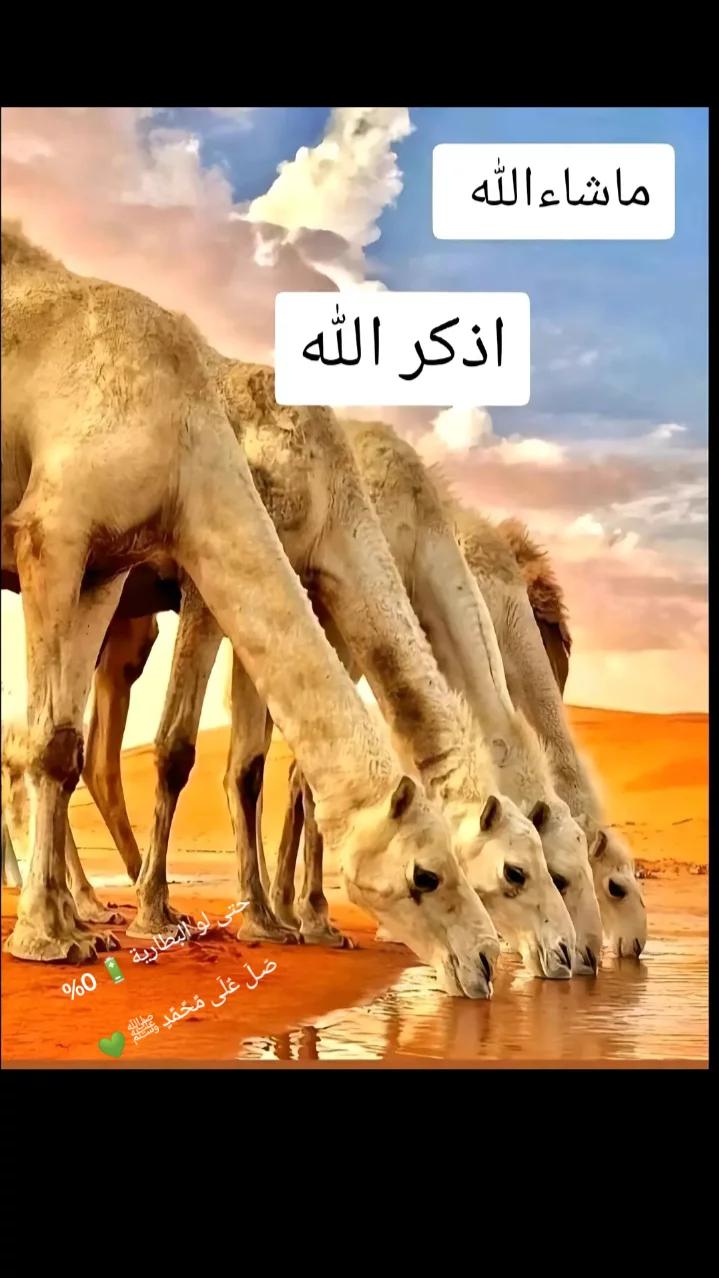 @hma7moud