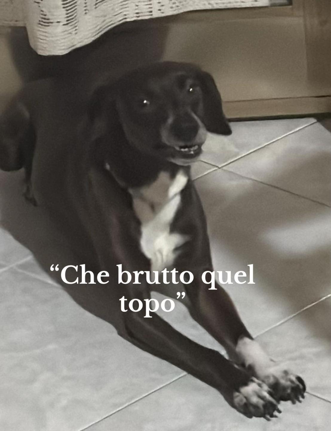 @Teresa Vinci