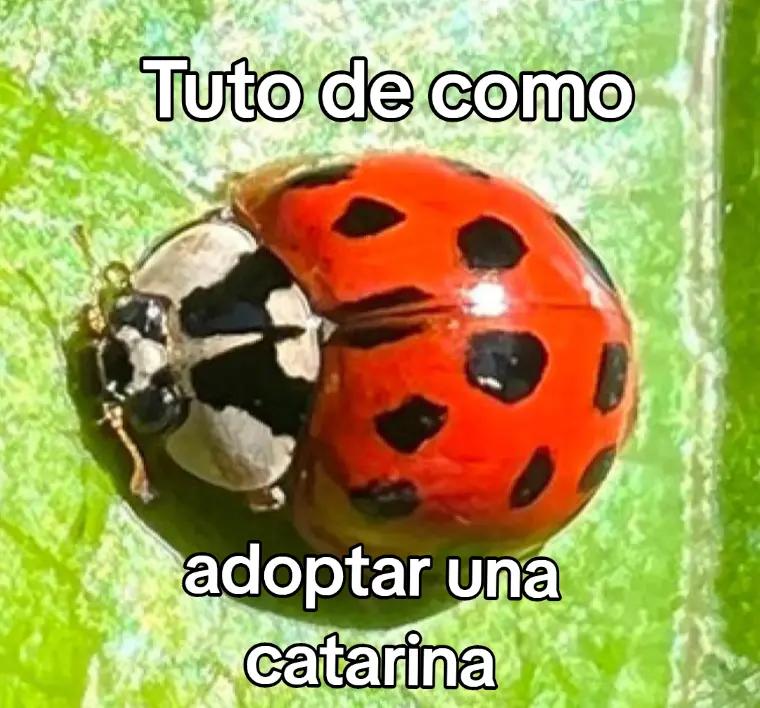 @el gato loquendo gamer 🎮