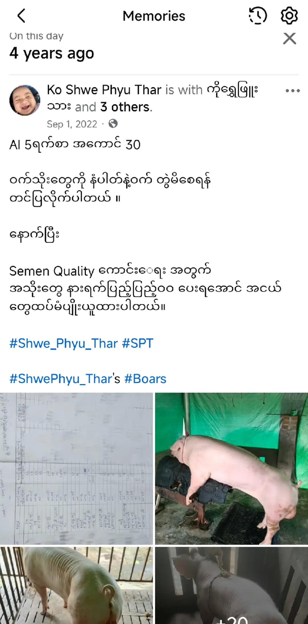 @"ရွှေဖြူးသား"၀က်မွေးမြူရေးခြံ